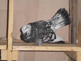 Debreceni perg (Debreciner roller pigeon)