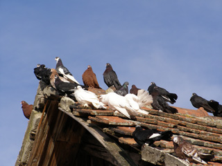 Debreceni perg (Debreciner roller pigeon)